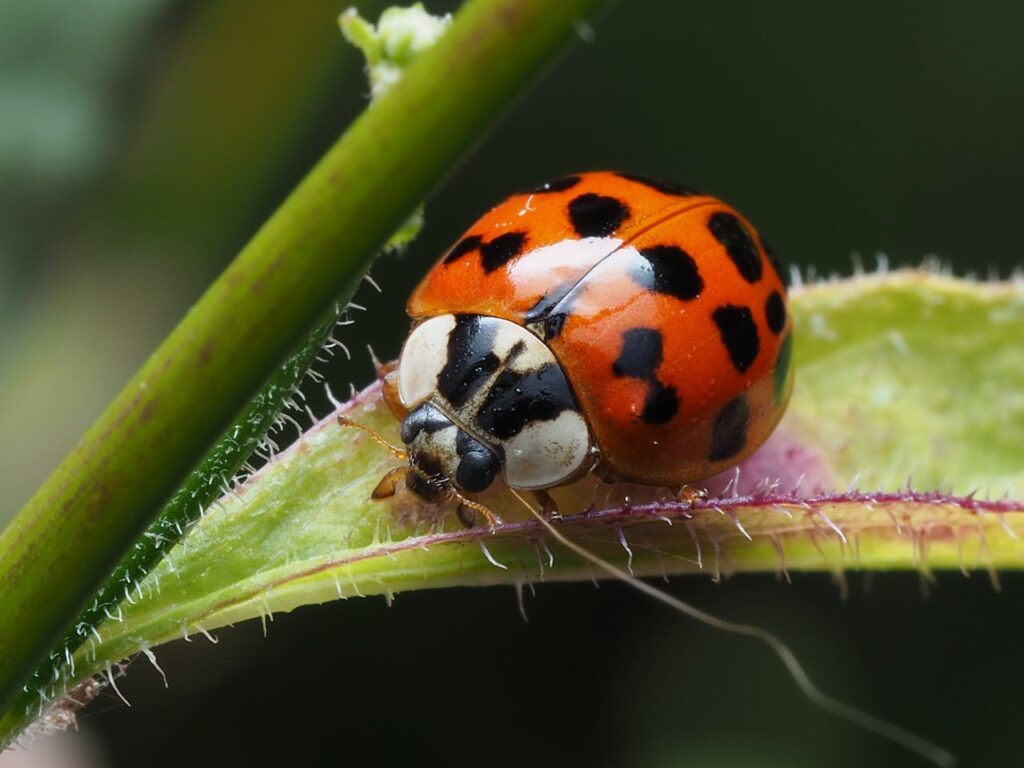 Biofertilizers and Natural Pest Control