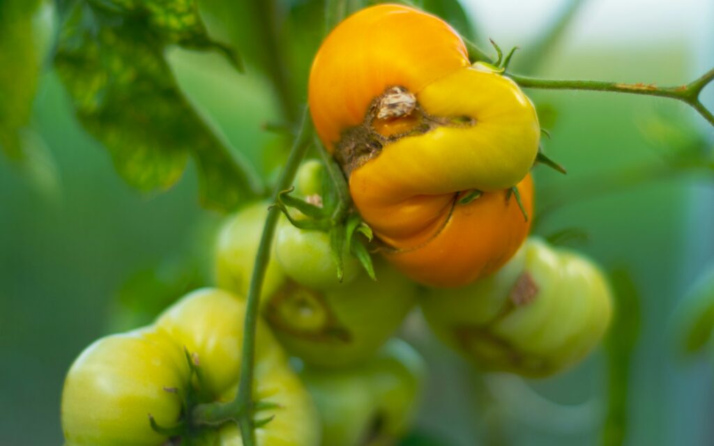 Key Climate-Smart Agriculture Practices in Kenya